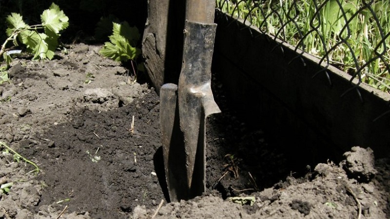 Wie man Trauben im Frühjahr auf offenem Boden richtig pflanzt