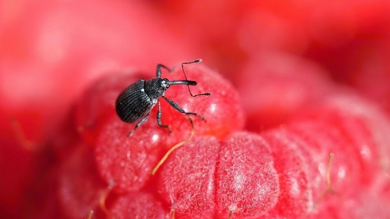 Wie man Himbeeren im Frühjahr von Krankheiten und Schädlingen richtig verarbeitet, was bedeutet zu verwenden