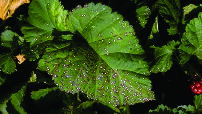 Wie man Himbeeren im Frühjahr von Krankheiten und Schädlingen richtig verarbeitet, was bedeutet zu verwenden