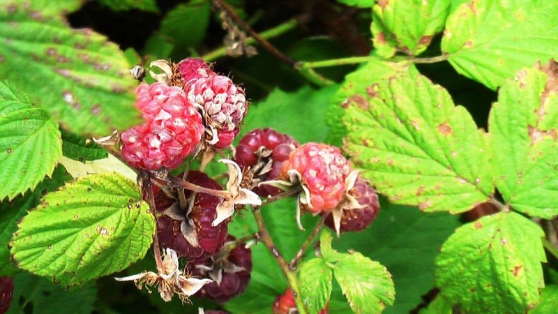 Wie man Himbeeren im Frühjahr von Krankheiten und Schädlingen richtig verarbeitet, was bedeutet zu verwenden