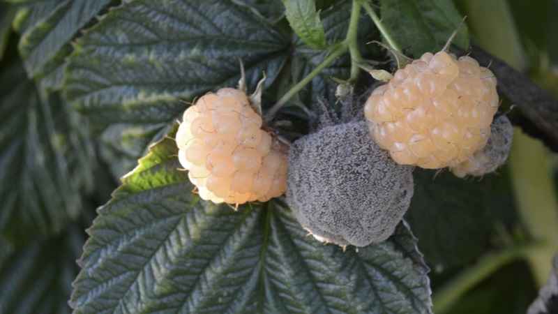 Wie man Himbeeren im Frühjahr von Krankheiten und Schädlingen richtig verarbeitet, was bedeutet zu verwenden