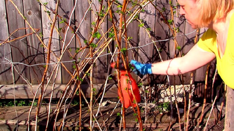 Wie man Himbeeren im Frühjahr von Krankheiten und Schädlingen richtig verarbeitet, was bedeutet zu verwenden