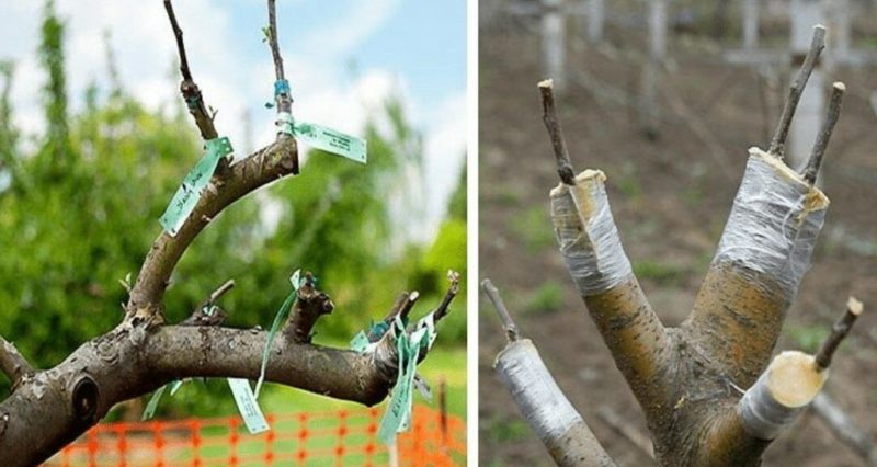 Schritt für Schritt eine Anleitung für Gärtneranfänger: Wie man im Frühling einen Apfelbaum pflanzt