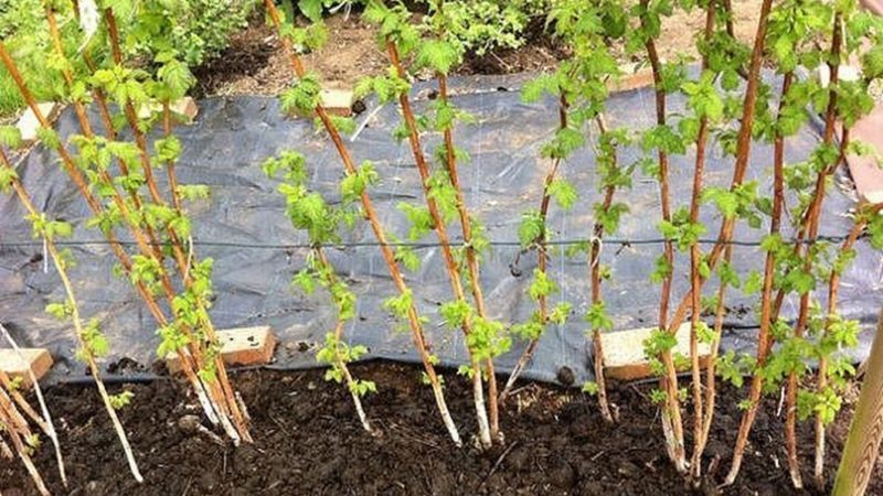 Schritt-für-Schritt-Anleitung zum richtigen Pflanzen von Himbeeren im Frühjahr für unerfahrene Gärtner