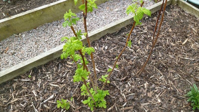 Schritt-für-Schritt-Anleitung zum richtigen Pflanzen von Himbeeren im Frühjahr für unerfahrene Gärtner