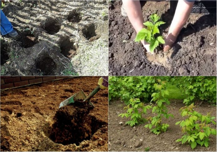 Schritt-für-Schritt-Anleitung zum richtigen Pflanzen von Himbeeren im Frühjahr für unerfahrene Gärtner