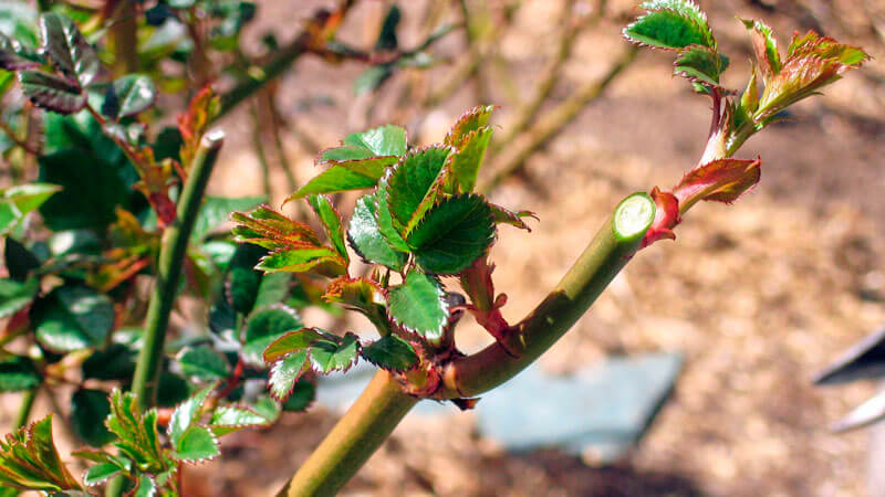 Ein Leitfaden für Anfänger: Wie man Rosen im Frühling pflegt