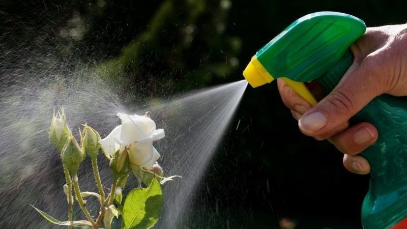 Ein Leitfaden für Anfänger: Wie man Rosen im Frühling pflegt