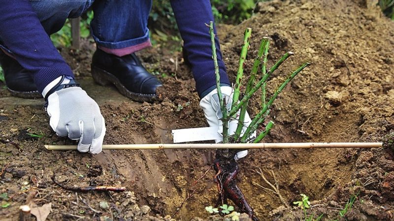 Ein Leitfaden für Anfänger: Wie man Rosen im Frühling pflegt