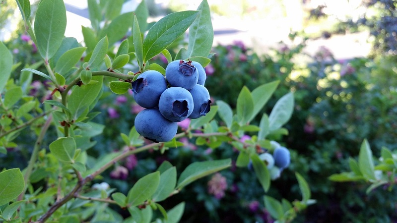 Wie schmecken Geißblattbeeren: eine Beschreibung des Geschmacks