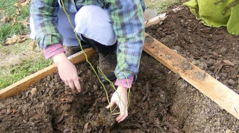 Anleitung zum Pflanzen von Blaubeersämlingen im Frühjahr auf offenem Boden