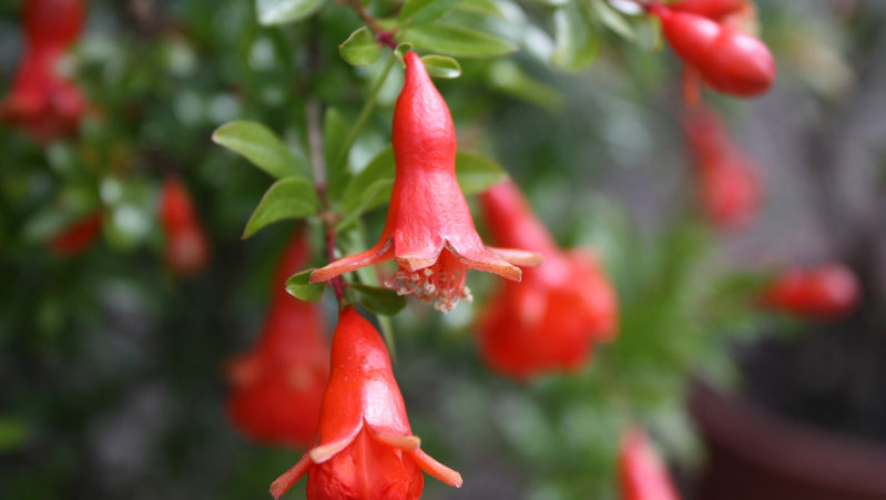 Wie sieht eine Granatapfelblüte aus und wie pflegt man eine Zimmerpflanze während der Blüte und Fruchtbildung?