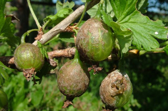 Warum Stachelbeeren keine Beeren haben und wie man sie repariert