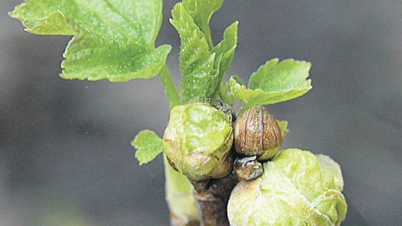 Die wirksamsten Maßnahmen zur Bekämpfung von Johannisbeermilben im Frühjahr