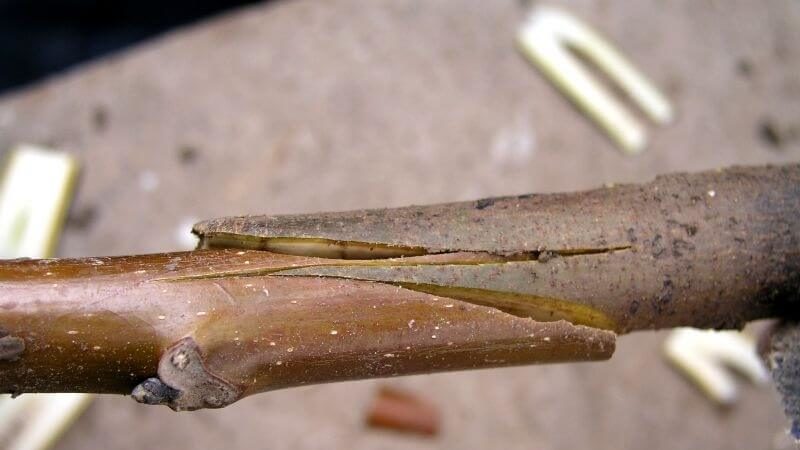 Schritt für Schritt eine Anleitung für Gärtneranfänger: Wie man im Frühling einen Apfelbaum pflanzt