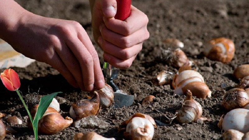 Planen einer Gartenpflanzung: Ist es möglich, Tulpen im Frühjahr zu pflanzen und wann werden sie blühen?