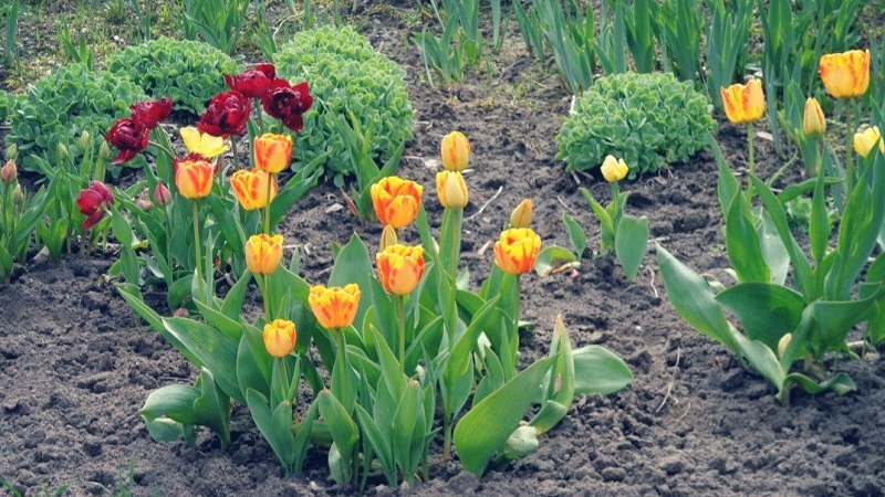 Planen einer Gartenpflanzung: Ist es möglich, Tulpen im Frühjahr zu pflanzen und wann werden sie blühen?