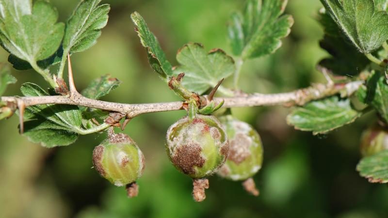 Was tun, wenn Stachelbeeren mit einer braunen Beschichtung bedeckt sind, wie die Ernte gerettet werden kann?