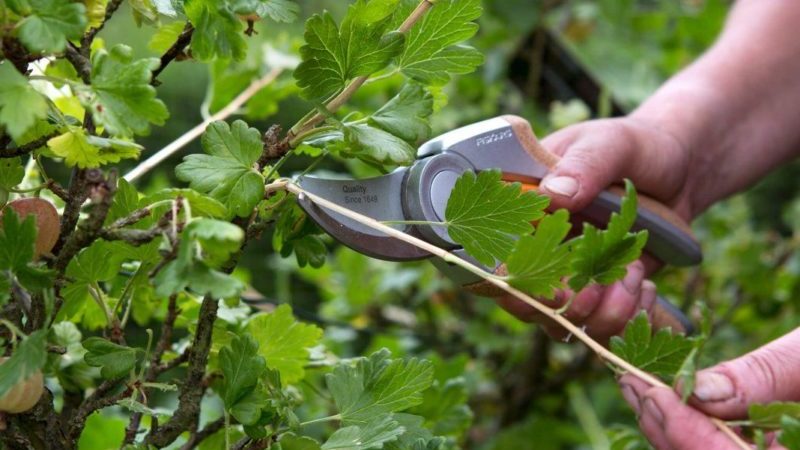 Warum Stachelbeeren keine Beeren haben und wie man sie repariert