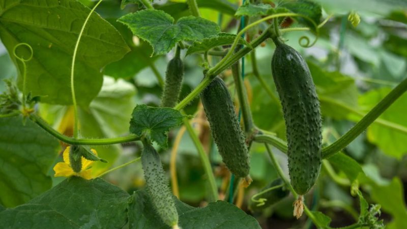 Verschiedene Methoden und Schemata zur Bildung von Gurken auf freiem Feld: Anweisungen für Anfänger