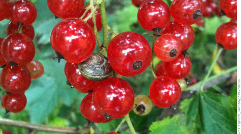 Die wirksamsten Maßnahmen zur Bekämpfung von Johannisbeermilben im Frühjahr