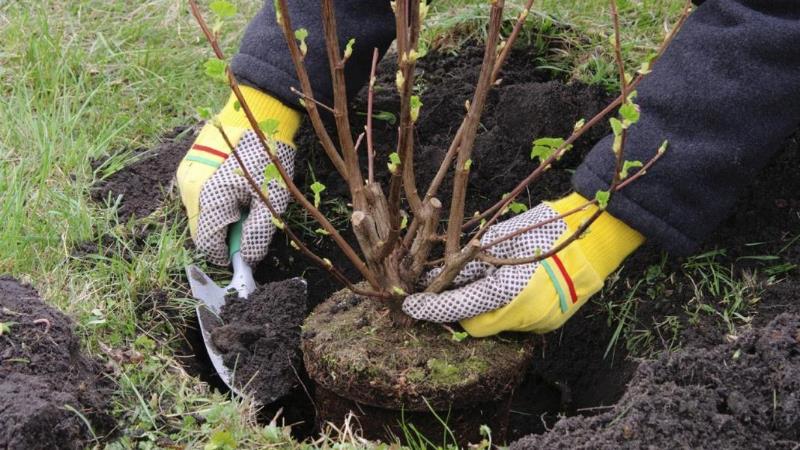 Die beste Zeit, um Obstbäume in der Region Moskau zu pflanzen: im Frühling oder Herbst zu pflanzen?