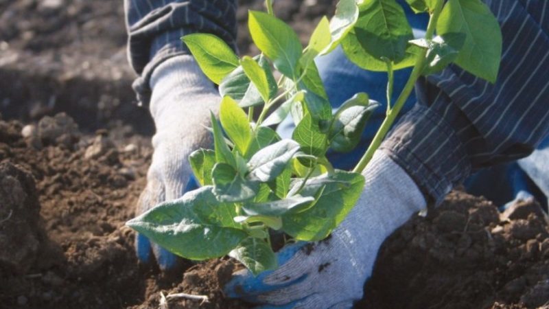 Schritt-für-Schritt-Anleitung zum Umpflanzen von Blaubeeren an einen neuen Standort im Frühjahr