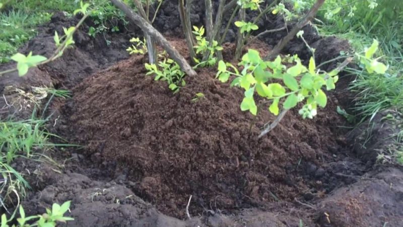 Schritt-für-Schritt-Anleitung zum Umpflanzen von Blaubeeren an einen neuen Standort im Frühjahr