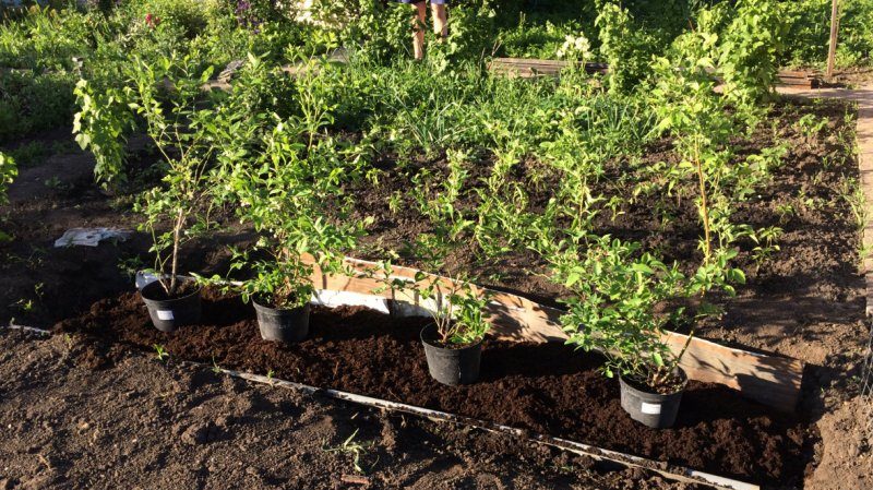 Schritt-für-Schritt-Anleitung zum Umpflanzen von Blaubeeren an einen neuen Standort im Frühjahr