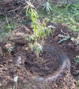 Guide to planting sea buckthorn seedlings in spring: how to arrange and plant bushes so that they bear fruit