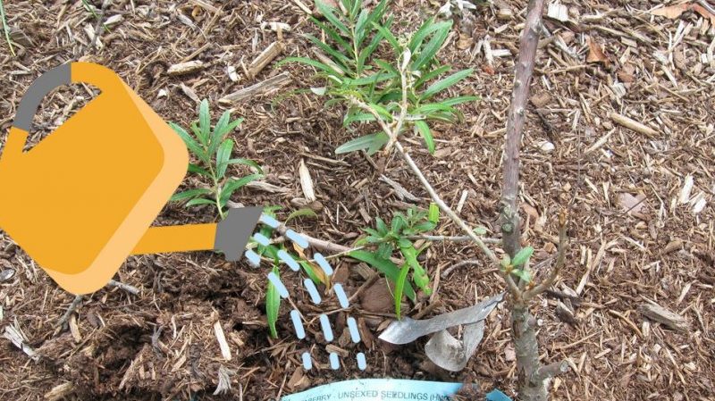 Wie und was man Sanddorn im Sommer füttert: ein Leitfaden für Gärtneranfänger