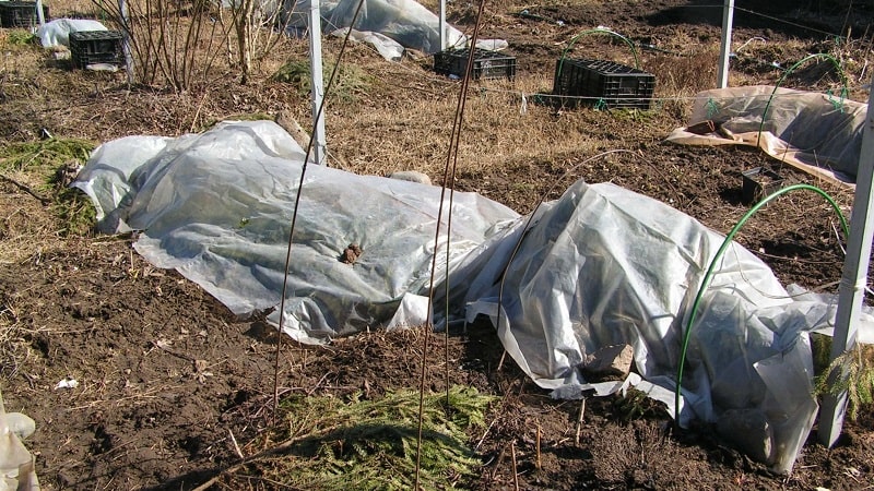 Anleitung zur Pflege der Trauben im Frühjahr nach dem Öffnen