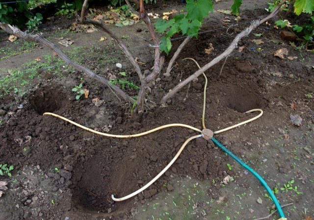 Wie man Trauben im Frühling gießt und füttert: Anweisungen für Anfänger