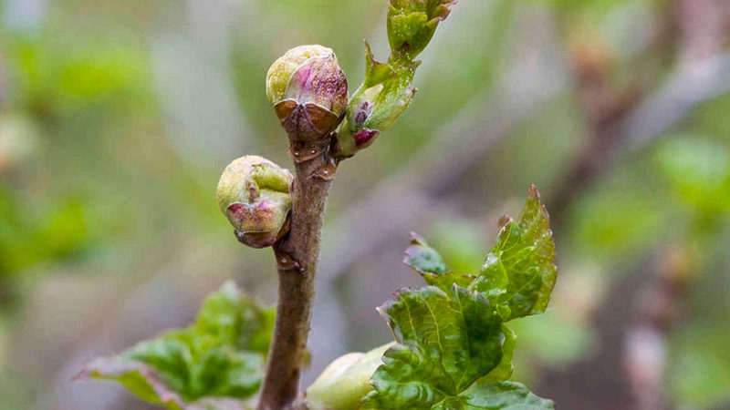 Die wirksamsten Maßnahmen zur Bekämpfung von Johannisbeermilben im Frühjahr