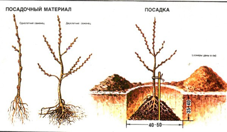 Guide to planting sea buckthorn seedlings in spring: how to arrange and plant bushes so that they bear fruit