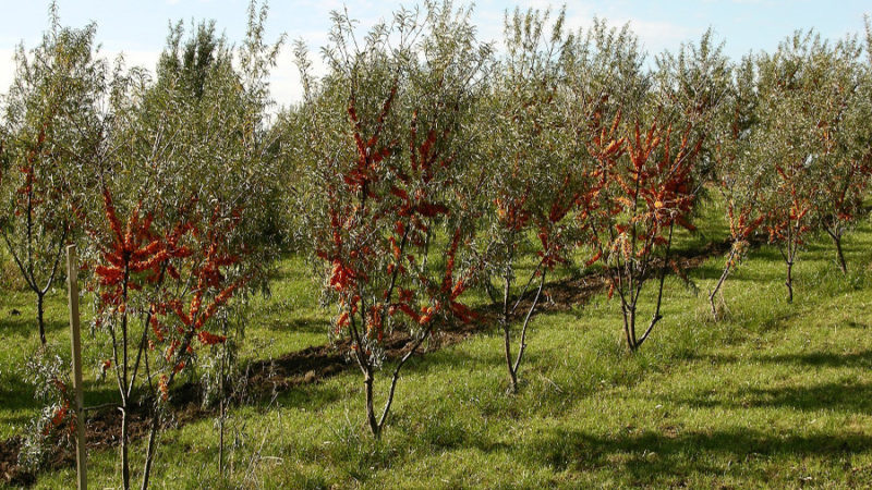 Guide to planting sea buckthorn seedlings in spring: how to arrange and plant bushes so that they bear fruit