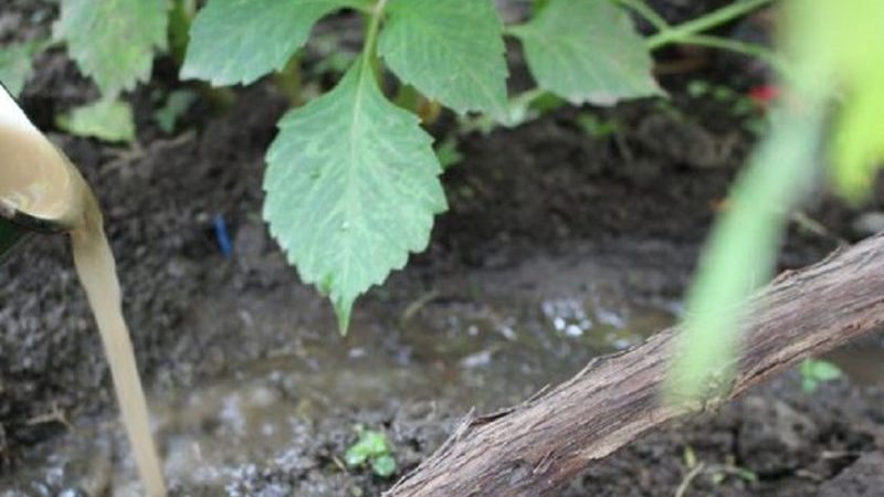 Wie man Trauben im Frühling gießt und füttert: Anweisungen für Anfänger