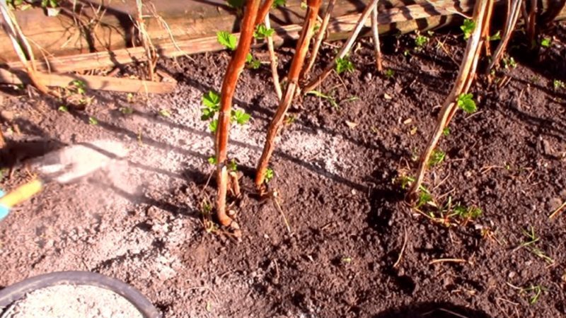 Wie, wann und wie man Himbeeren im Frühjahr für eine gute Ernte füttert