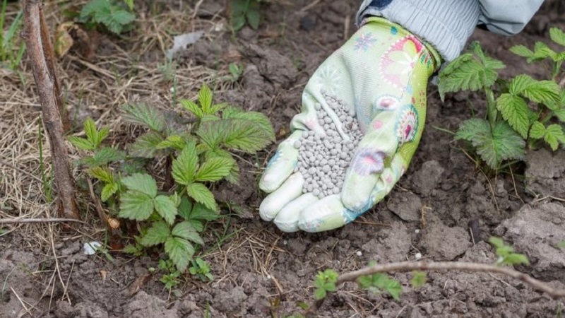 Wie, wann und wie man Himbeeren im Frühjahr für eine gute Ernte füttert