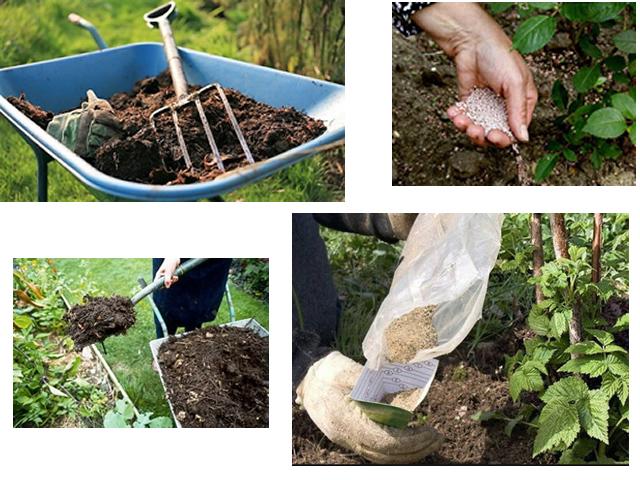 Wie, wann und wie man Himbeeren im Frühjahr für eine gute Ernte füttert