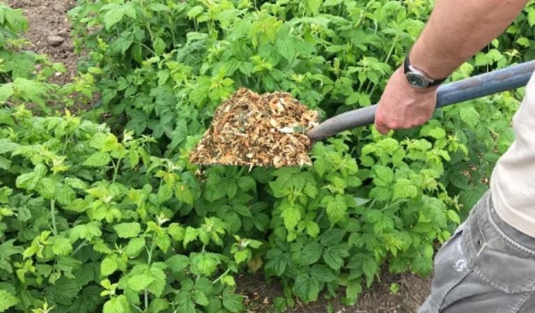 Wie, wann und wie man Himbeeren im Frühjahr für eine gute Ernte füttert