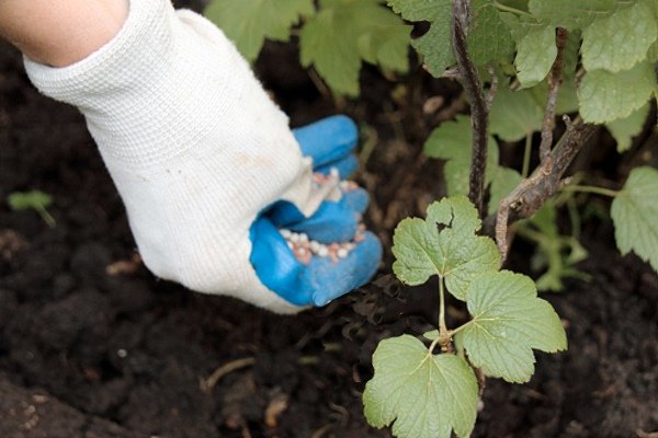 Die Wahl der Fütterung für Johannisbeeren im Frühjahr: Wie und wie werden die Büsche für eine gute Ernte gedüngt?