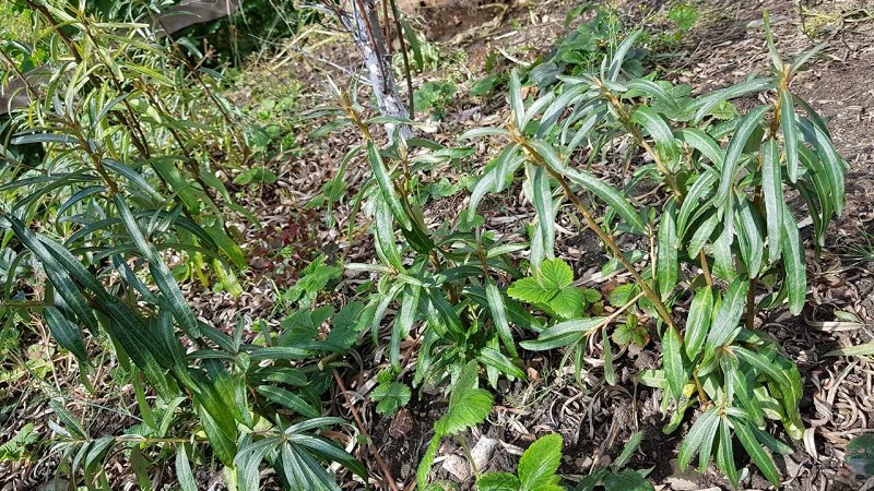 Guide to planting sea buckthorn seedlings in spring: how to arrange and plant bushes so that they bear fruit