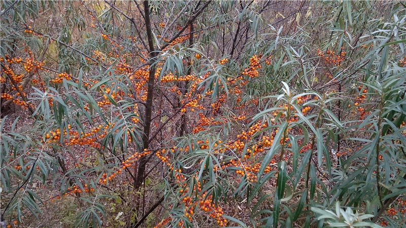 Guide to planting sea buckthorn seedlings in spring: how to arrange and plant bushes so that they bear fruit