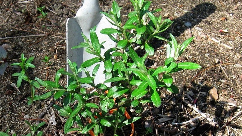 Guide to planting sea buckthorn seedlings in spring: how to arrange and plant bushes so that they bear fruit