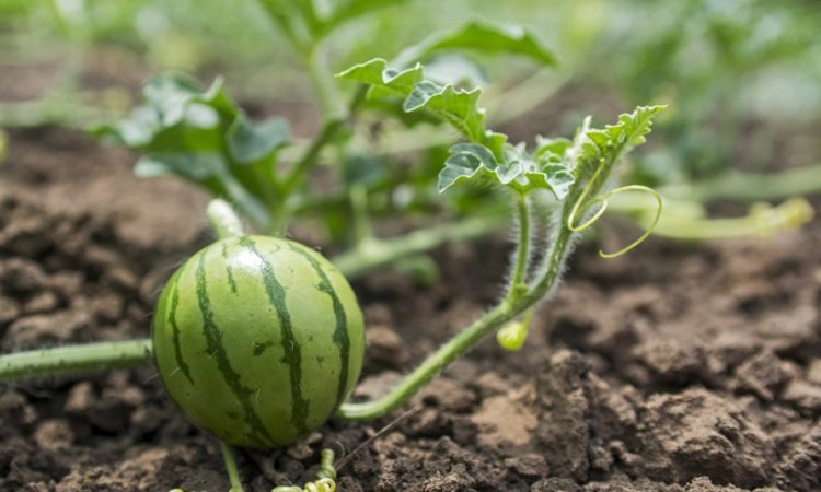 Schritt-für-Schritt-Anleitung zum Anbau von Wassermelonen für Anfänger