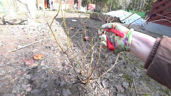 Schritt-für-Schritt-Anleitung zum Beschneiden von Blaubeeren im Frühjahr für Anfängergärtner