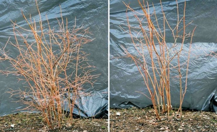 Schritt-für-Schritt-Anleitung zum Beschneiden von Blaubeeren im Frühjahr für Anfängergärtner