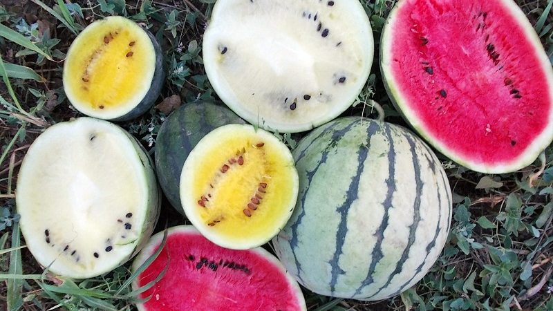 Schritt-für-Schritt-Anleitung zum Anbau von Wassermelonen für Anfänger