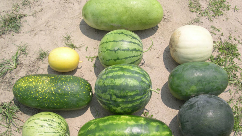 Schritt-für-Schritt-Anleitung zum Anbau von Wassermelonen für Anfänger